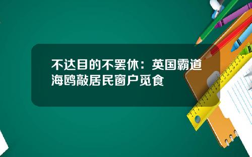 不达目的不罢休：英国霸道海鸥敲居民窗户觅食