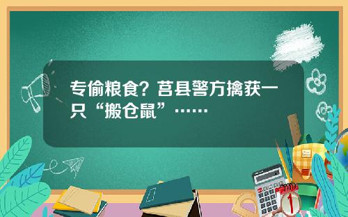 专偷粮食？莒县警方擒获一只“搬仓鼠”……