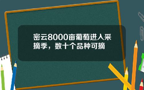 密云8000亩葡萄进入采摘季，数十个品种可摘